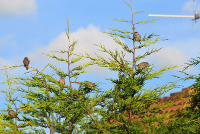 Low angle view of trees against blue sky