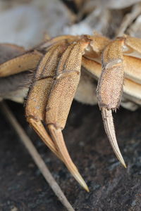 Close-up of ä crab