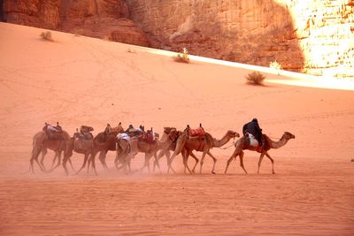 People riding horses in desert