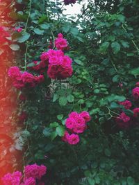 Close-up of pink roses