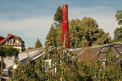 Red plants and trees against sky