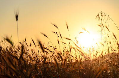 Sun shining through wheat field