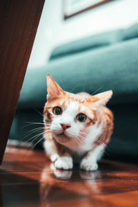 Close-up portrait of a cat