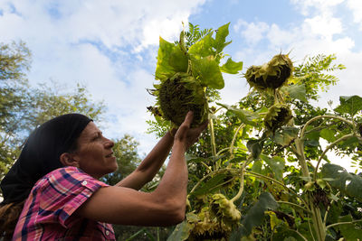 Rural working woman with the dried sunflowers, already ripe to harvest