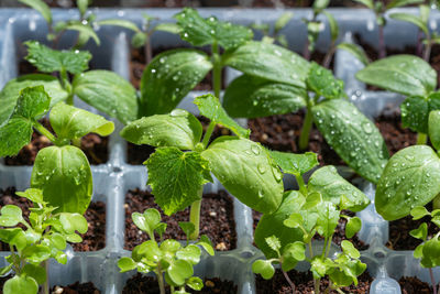 Close-up of seedlings in starter tray