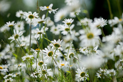 White daisies blooming outdoors during sunny day