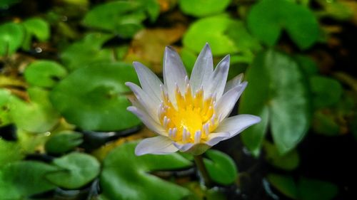 Close-up of white water lily blooming outdoors