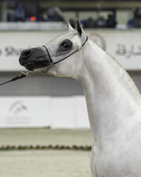 Close-up of horse looking away