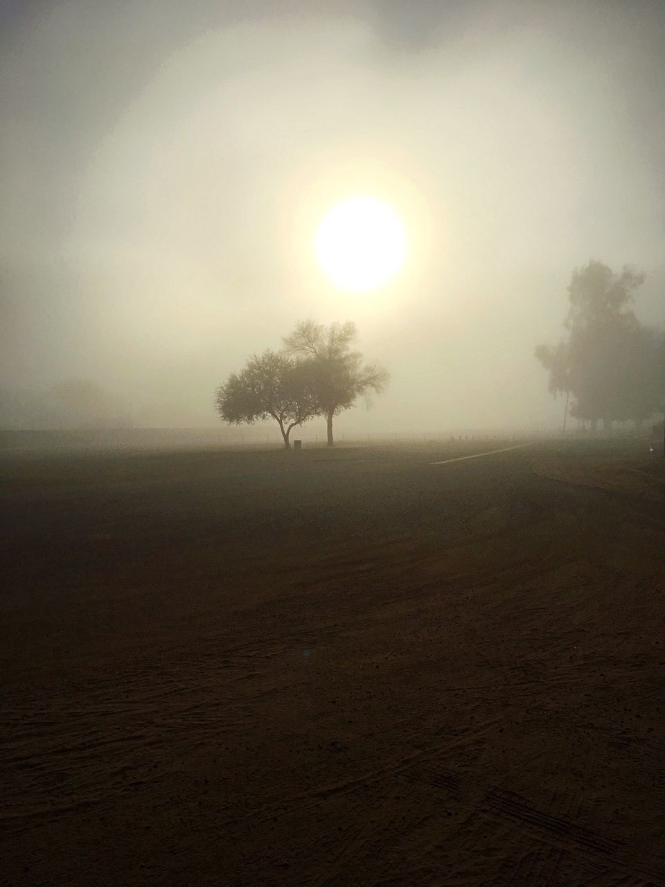 fog, tranquility, tranquil scene, tree, beauty in nature, sky, landscape, scenics - nature, sun, environment, plant, nature, land, non-urban scene, field, no people, outdoors, silhouette, sunlight, hazy, isolated, brightly lit