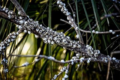 Close-up of frozen plant
