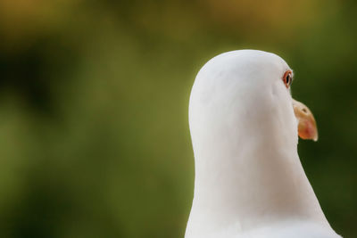 Close-up of a bird