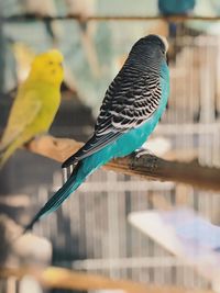 Close-up of birds perching