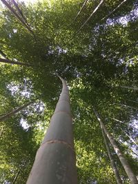 Low angle view of bamboo trees in forest