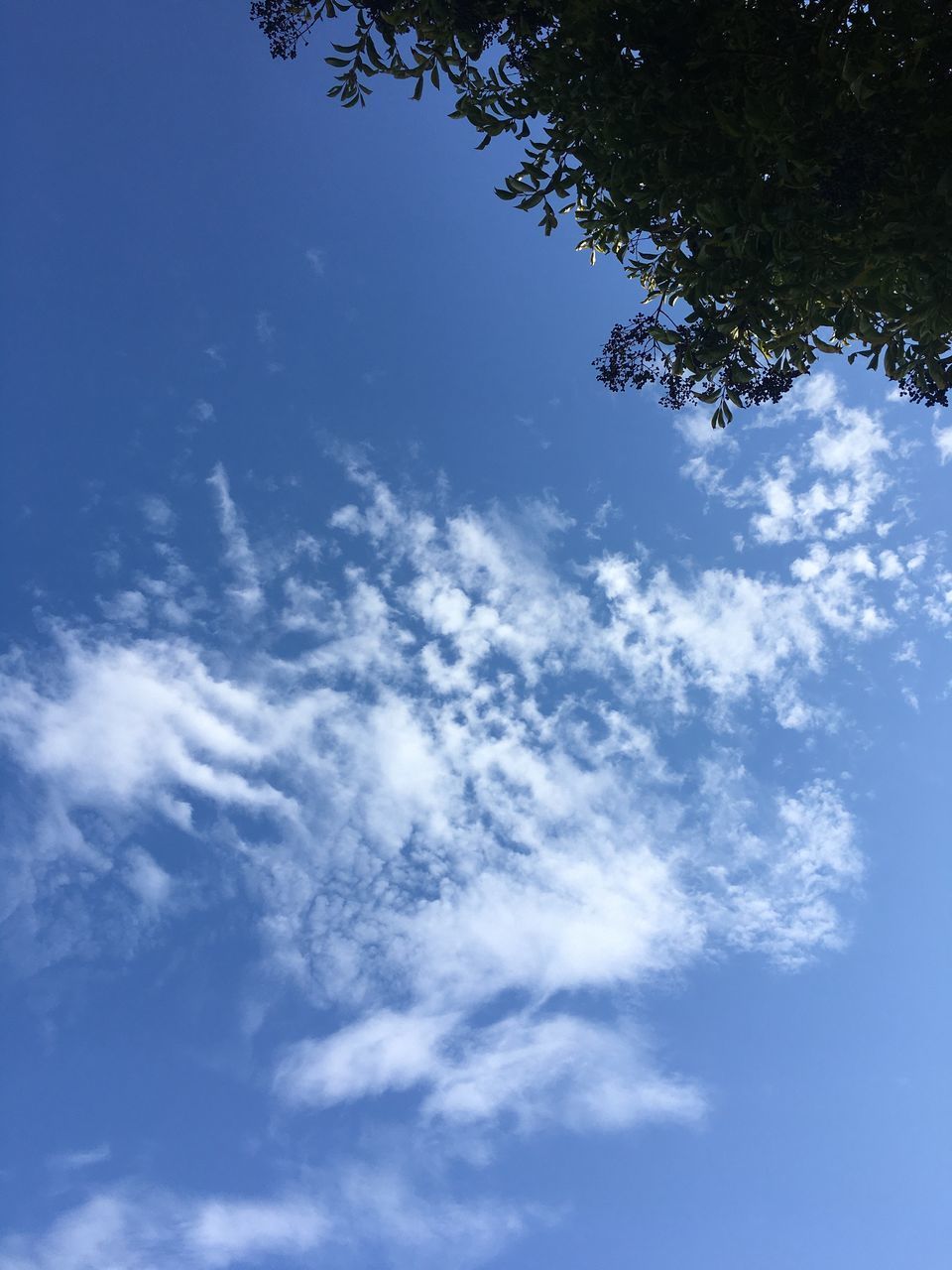 LOW ANGLE VIEW OF TREES AGAINST SKY