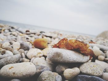 Close-up of pebbles on beach