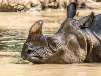 Close-up of a rhinoceros in water