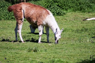 Horses grazing in a field