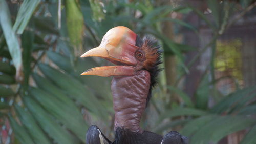 Close-up of a helmeted horbill bird