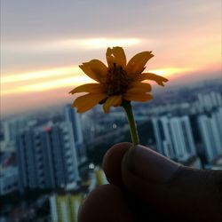 Close-up of hand holding flowering plant against sky during sunset