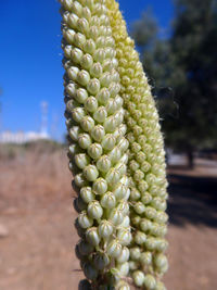 Close-up of cactus plant