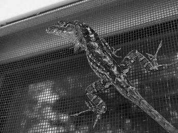 Close-up of lizard in cage