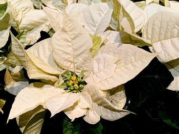 Close-up of white flowering plant