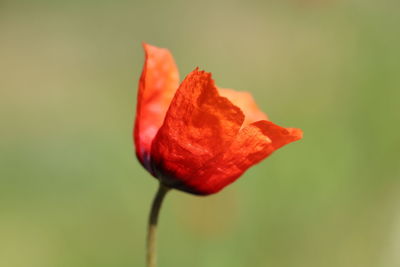 Close-up of red rose