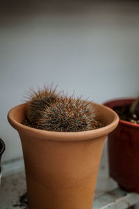 Close-up of potted cactus plant in pot