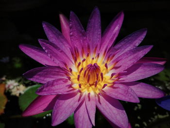 Close-up of flower blooming outdoors