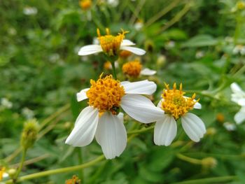 Close-up of white flowering plant