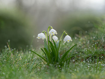 Close-up of white flowering plants on field