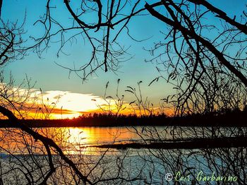 Silhouette trees against sky during sunset