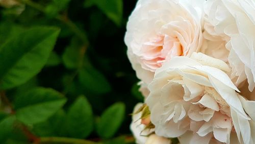 Close-up of white rose