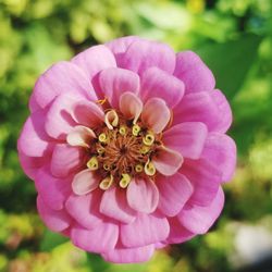 Close-up of pink flower