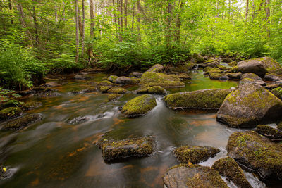 Stream flowing through rocks in forest