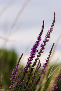 Close-up of pink flowering plant