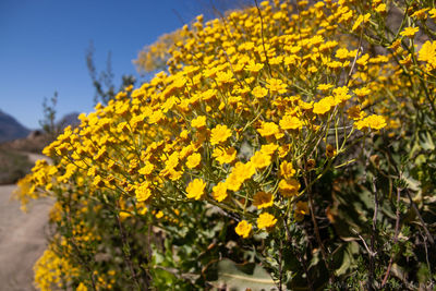 Close-up of yellow flowering plant