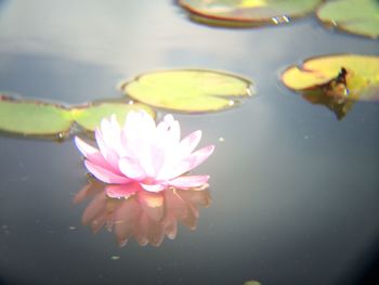 Close-up of lotus water lily in pond