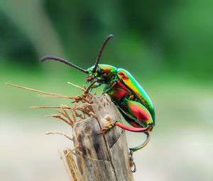 Close-up of insect on plant