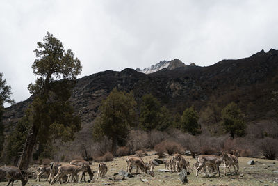 View of sheep on landscape against mountain range