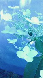 Close-up of flowers against blue sky