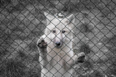Portrait wolf in the zoo