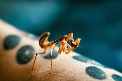 Close-up of insect