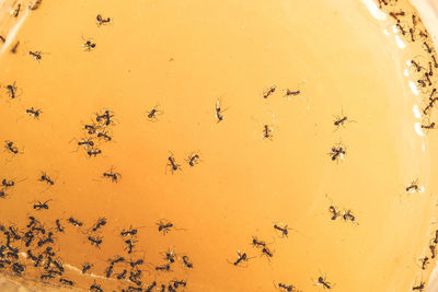 Close-up of bee on yellow wall