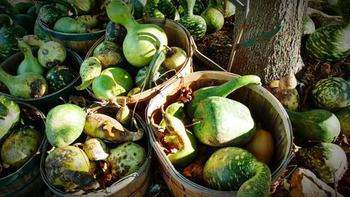 View of vegetables