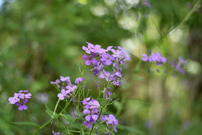 Close-up of purple flowering plants