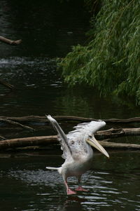 Bird flying over lake