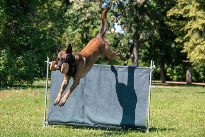 Dog standing in a park