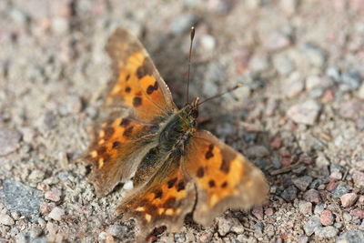Close-up of butterfly on leaf
