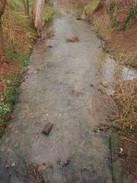 Footpath in forest